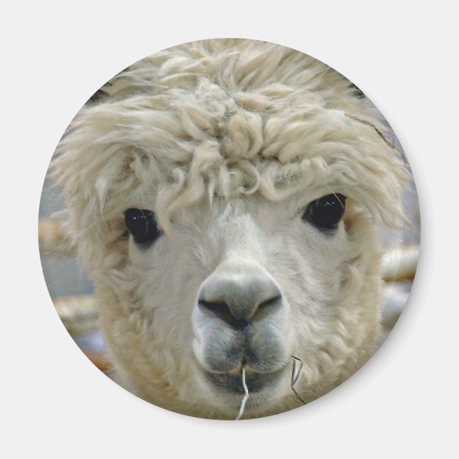 Aimant Adorable (Devant)