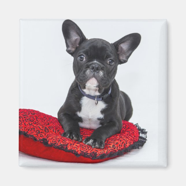 Aimant Adorable Black and White Bulldog Puppy Photo (Devant)