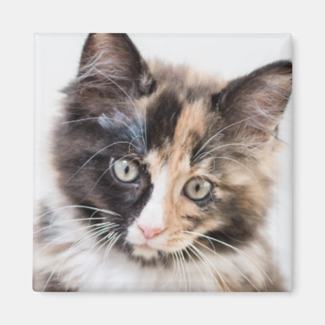 Aimant Adorable Calico Kitten (Devant)