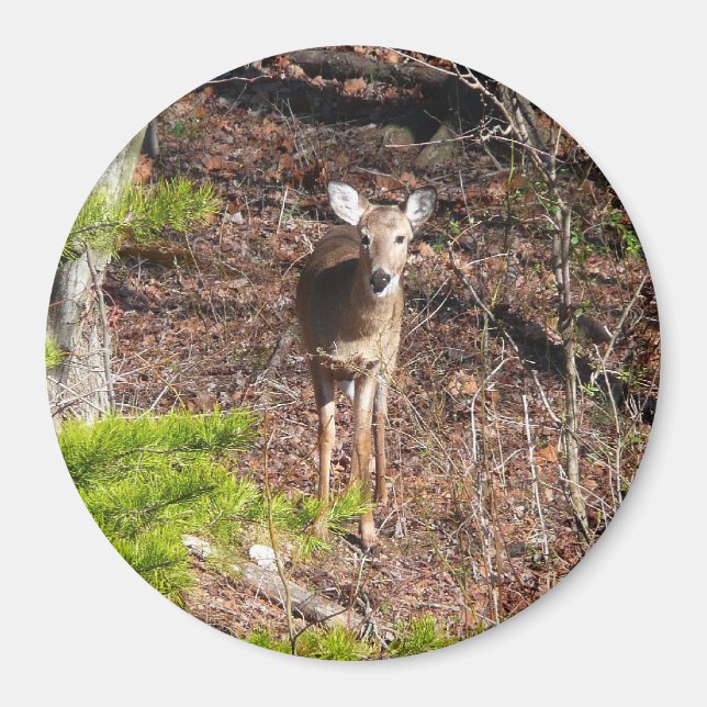 Aimant Adorable Cerf dans les Bois Photographie de la nat (Devant)