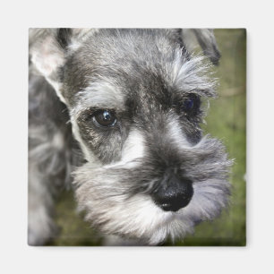 Aimant adorable de chiot de Schnauzer miniature