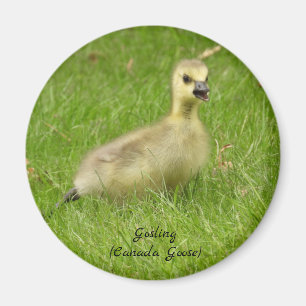 Aimant Adorable Fluffy Gosling (canada goose)