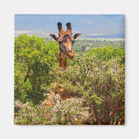 Adorable Giraffe Poking His Head Above The Trees