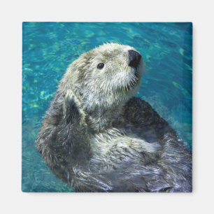 Aimant Adorable Otter de mer Mignonne Eau Bleue