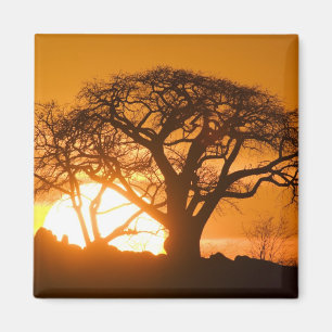 Aimant Afrique, Botswana, Coucher de soleil silhouette Ba