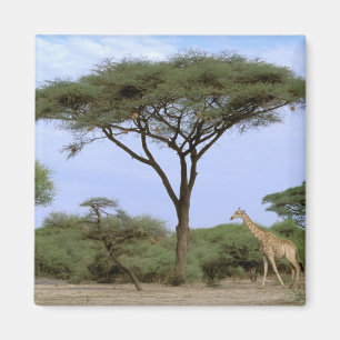 Aimant Afrique, Botswana, Delta de l'Okavango. Sud