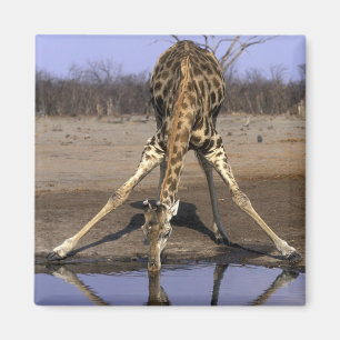 Aimant Afrique, Botswana, Parc national de Chobe, Girafe