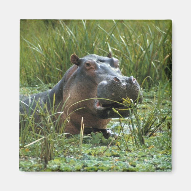 Aimant Afrique, Kenya, Masai Mara NR. Une mère hippo (Devant)