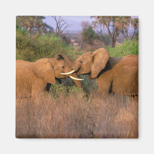 Aimant Afrique, Kenya, Samburu. Défi des éléphants