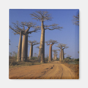 Aimant Afrique, Madagascar, Morondava, avenue Baobab.