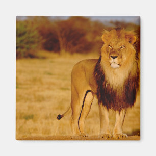 Aimant Afrique, Namibie, Okonjima. Lion solitaire mâle