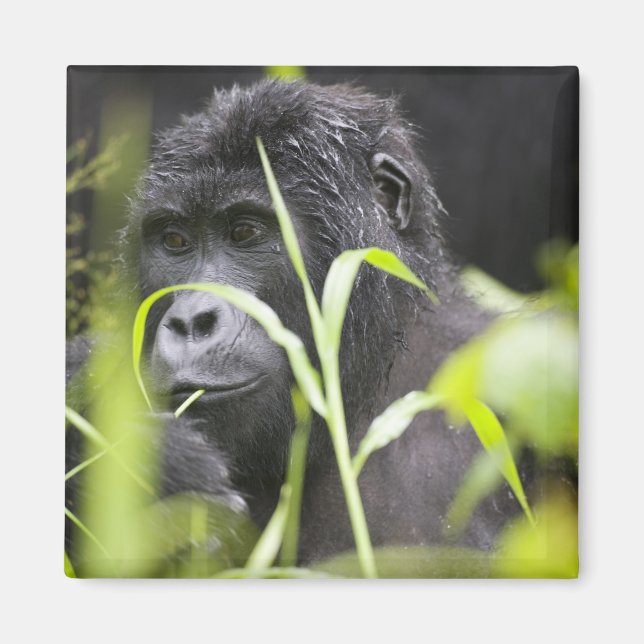 Aimant Afrique Ouganda, Bwindi (Devant)