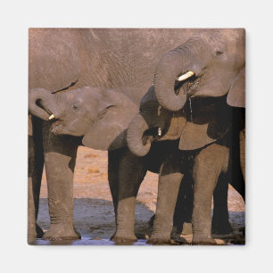 Aimant Afrique, Tanzanie, Parc national de Tarangire.