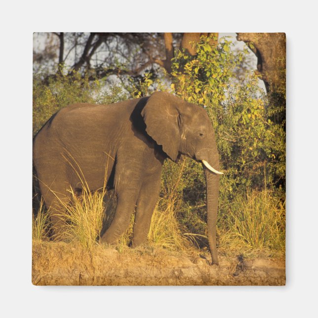 Aimant Afrique, Zimbabwe, Parc national des chutes Victor (Devant)
