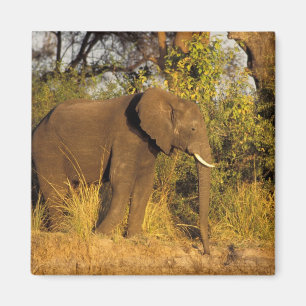 Aimant Afrique, Zimbabwe, Victoria Falls National Park.