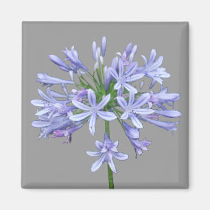 Aimant Agapanthus bleu