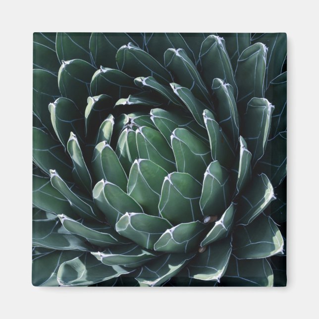 Aimant Agave verte (Devant)