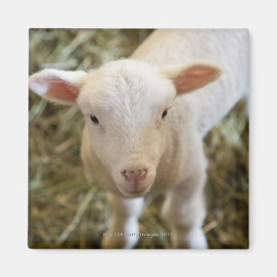 Aimant Agneau de bébé