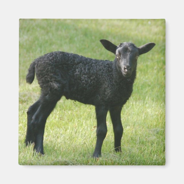 Aimant Agneau de l'aimant de mouton de Gotland (Devant)
