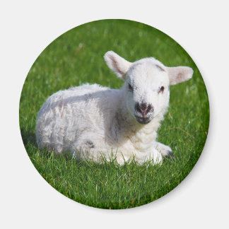 Aimant Agneau mignon nouveau-né sur herbe verte