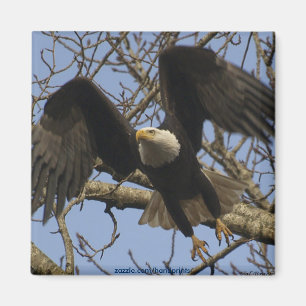 Aimant Aigle à bald