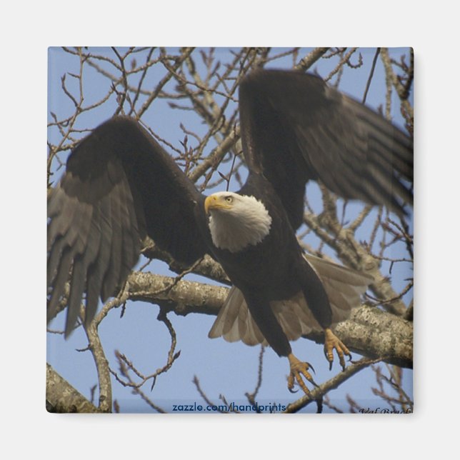 Aimant Aigle à bald (Devant)