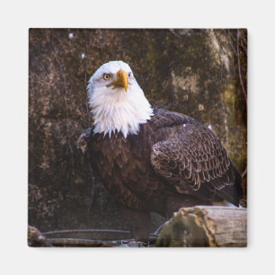 Aimant Aigle à bald
