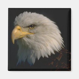 Aimant Aigle à tête blanche américaine