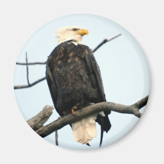 Aimant Aigle à tête blanche américaine