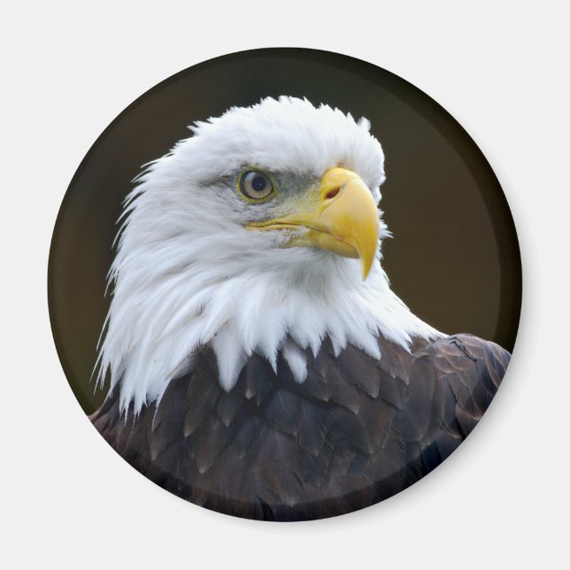 Aimant Aigle à tête blanche américaine (Devant)