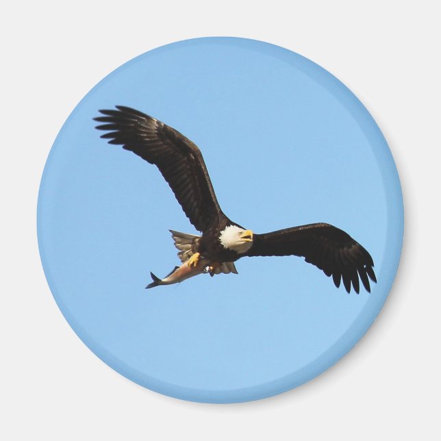 Aimant Aigle à tête blanche avec poisson (Devant)