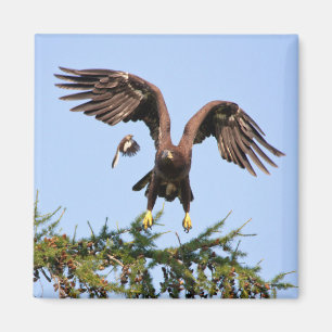 Aimant Aigle à tête blanche pourchassé par un oiseau moqu