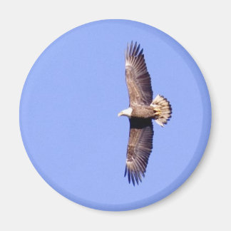 Aimant Aigle au-dessus de Conowingo