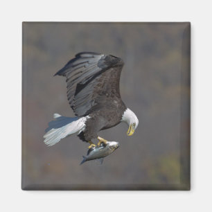 Aimant Aigle chauve regardant un poisson