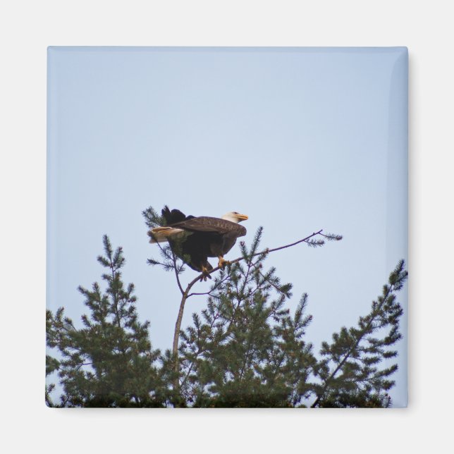 Aimant Aigle de Bald (Devant)