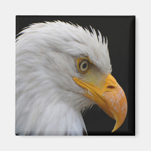 Aimant Aigle de Bald