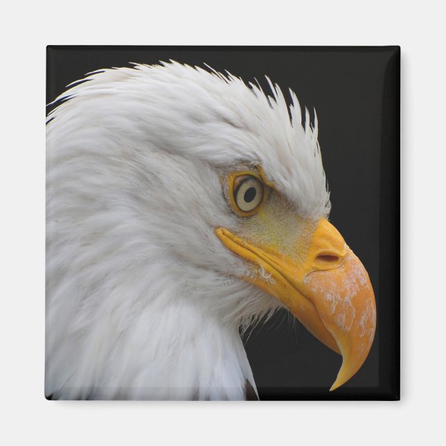 Aimant Aigle de Bald (Devant)