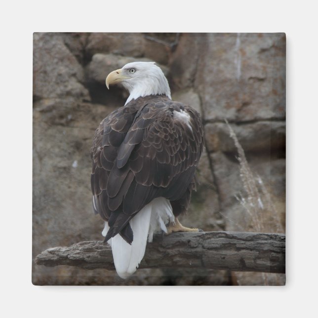 Aimant Aigle de Bald (Devant)