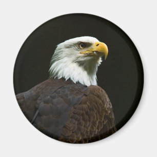 Aimant Aigle de Bald