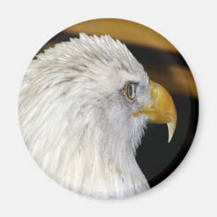 Aimant Aigle de Bald