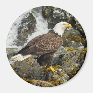 Aimant Aigle royal chauve
