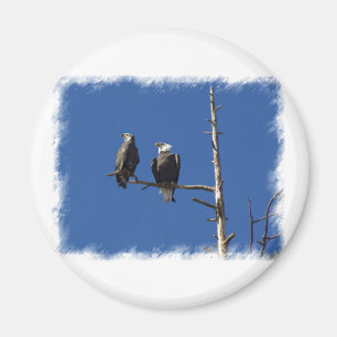 Aimant Aigles chauds
