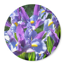 Aiguille bleu et violet Irises