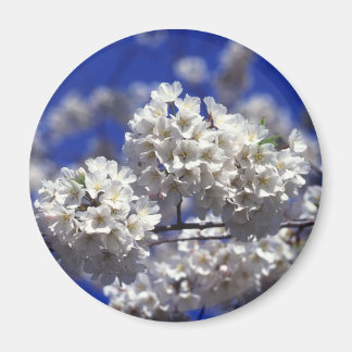 Aimant aimante frigo en fleurs de cerisier