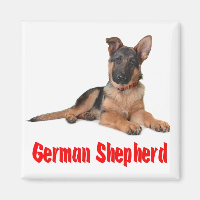 Aimant Aimer Allemand Berger Chien Chien Chien Chien Chie (Devant)