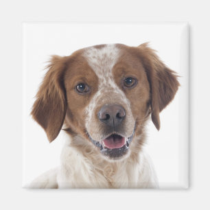 Aimant Aimer chiot épagneul breton