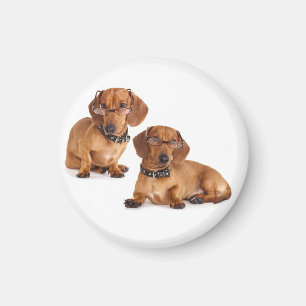 Aimant Aimer Dachshund Chien Chien Chien Chien Chien Aima