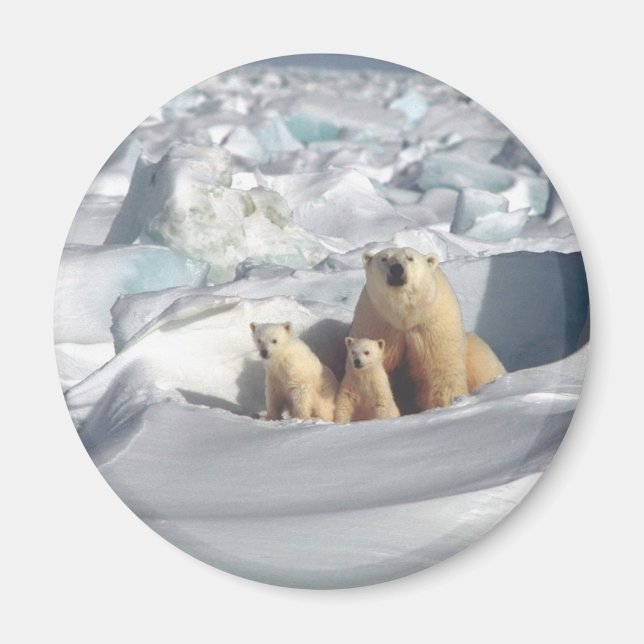 Aimant Ajouter SLOGAN pour sauver les ours polaires arcti (Devant)