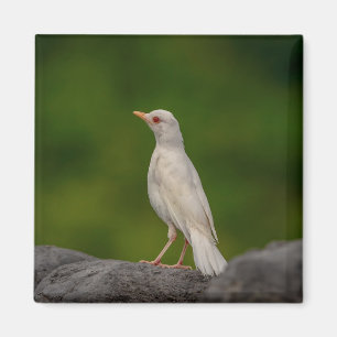 Aimant Albino Robin dans Crown Point