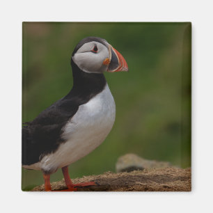 Aimant Alerte Puffin